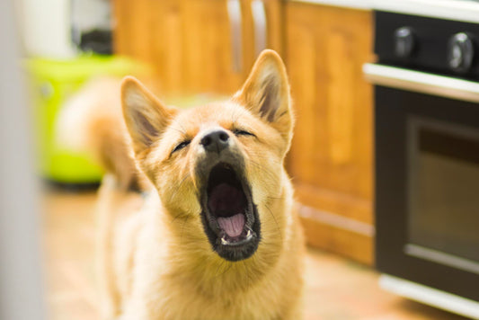 De Voordelen van een Anti-Blafapparaat voor uw Hond - Hondenhoek Blog