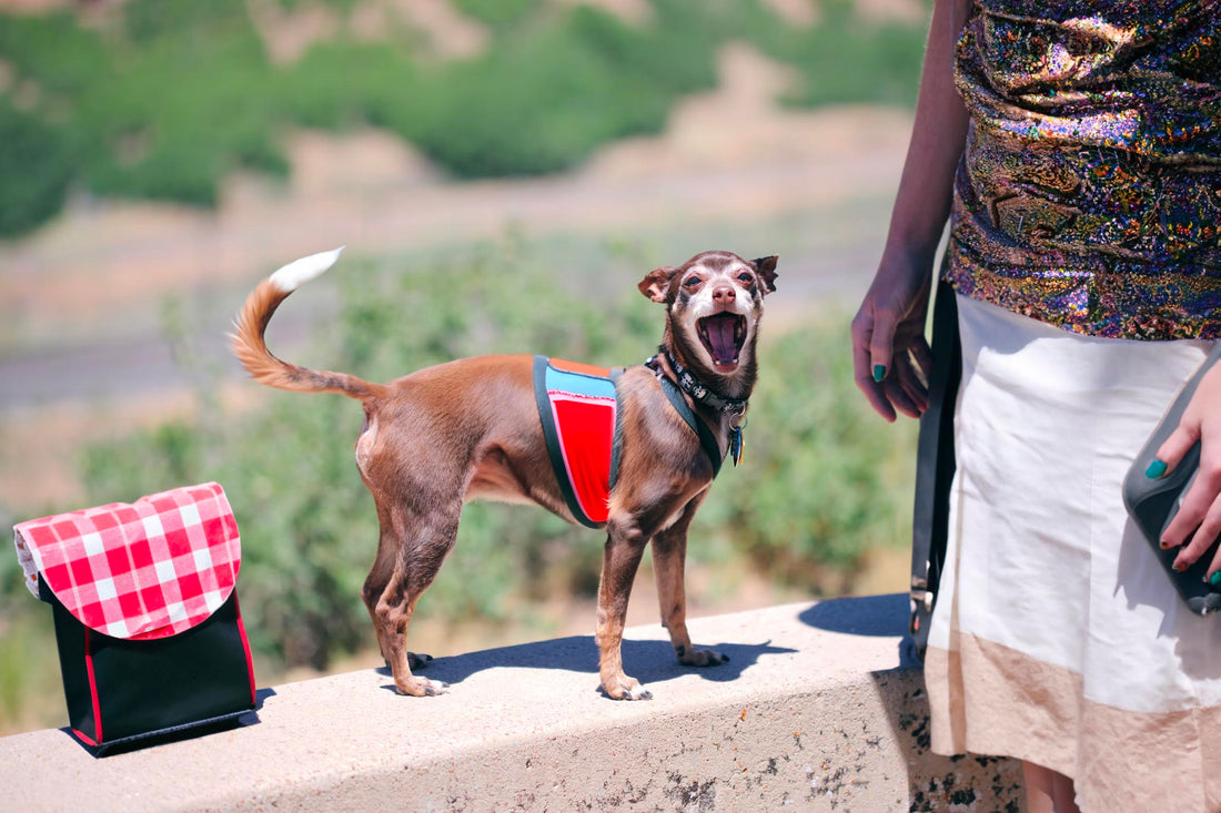 De Ideale Halsband en Riem voor uw Hond - Hondenhoek Online Blog