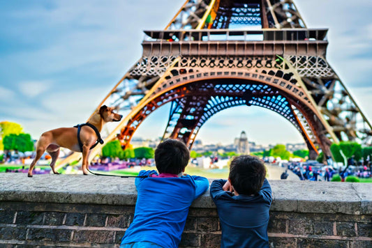 Op Reis met uw Hond: Belangrijke Do's en Don'ts - Hondenhoek Blog
