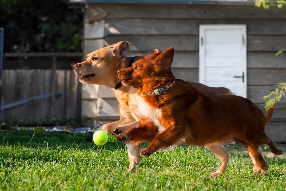 De Magie van Honden die Samenspelen - Hondenhoek Online Blog met Tips