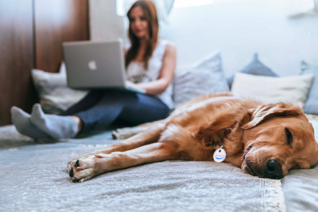 3 Redenen om uw hond te laten ontspannen - Hondenhoek Online Blog