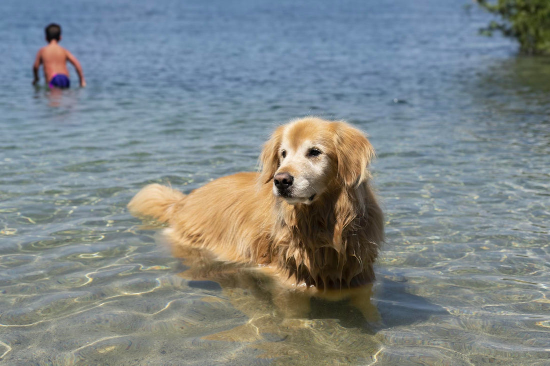 Het Ultieme Wateravontuur: Honden en Zwemmen - Hondenhoek Online Blog