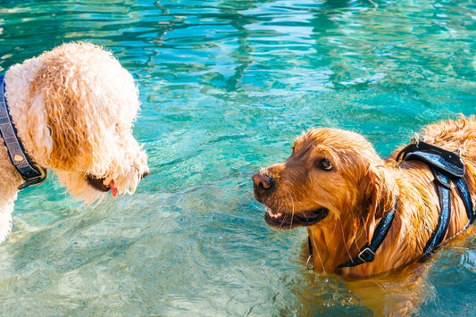 Breeven opent zwemvijver voor honden! - Waterplezier voor de hond
