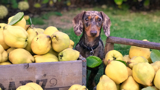 Hond fruit eten Hondenhoek online winkel blog