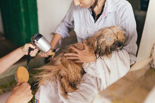 Is Het Noodzakelijk Om Uw Hond Te Wassen? - Hondenhoek Blog