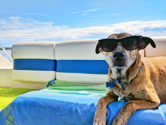 Wat te doen als het te warm wordt voor uw hond? - Zomer blog voor hond en baasje - Hondenhoek