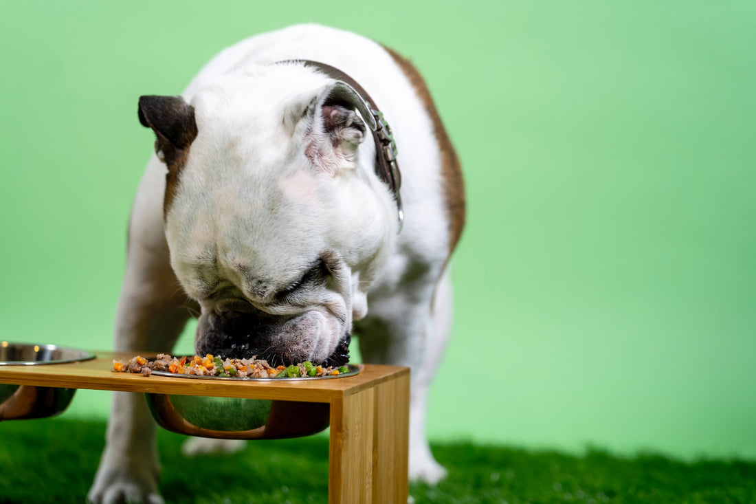 Hoe kies ik de beste voeding voor mijn hond? - Hondenhoek Blog