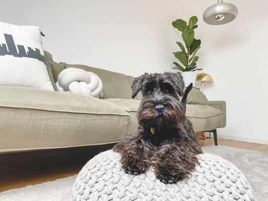 Kracht van Kruiden: Positieve Effecten op Honden - Hondenhoek Blog