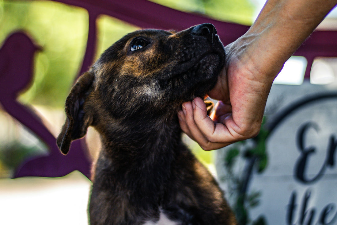 Een hond adopteren of een puppy kopen? - Hulp bij Huisdieren - WOEF Boetiek - Hondenhoek online winkel voor hond en baasje Blog