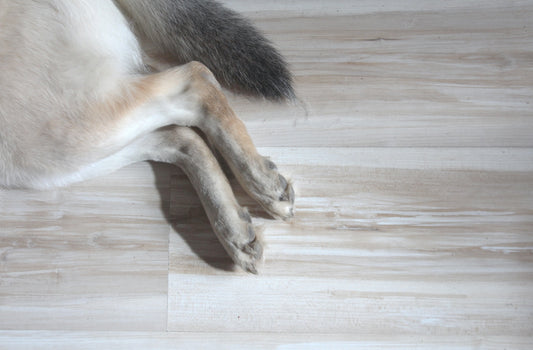 Op de Vloer Slapen is Ongezond voor Honden - Hondenhoek Online Blog