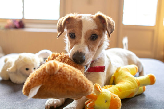 Ontdek de Perfecte Speeltijd voor Uw Hond! - Hondenhoek Online Blog