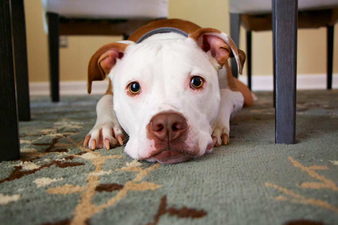 Een Sterk Immuunsysteem voor een Gelukkige Hond - Hondenhoek Blog online winkel voor hond en baasje