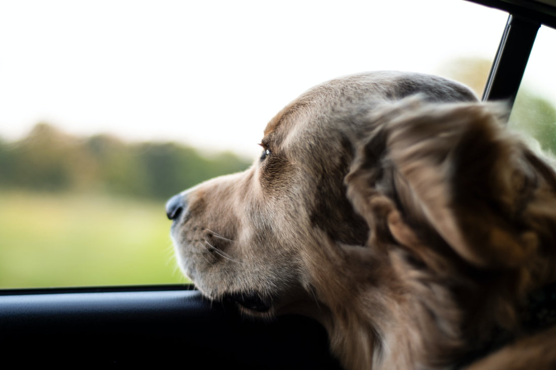 Bulldog Raam Auto Reizen Gezondheid Blog Online