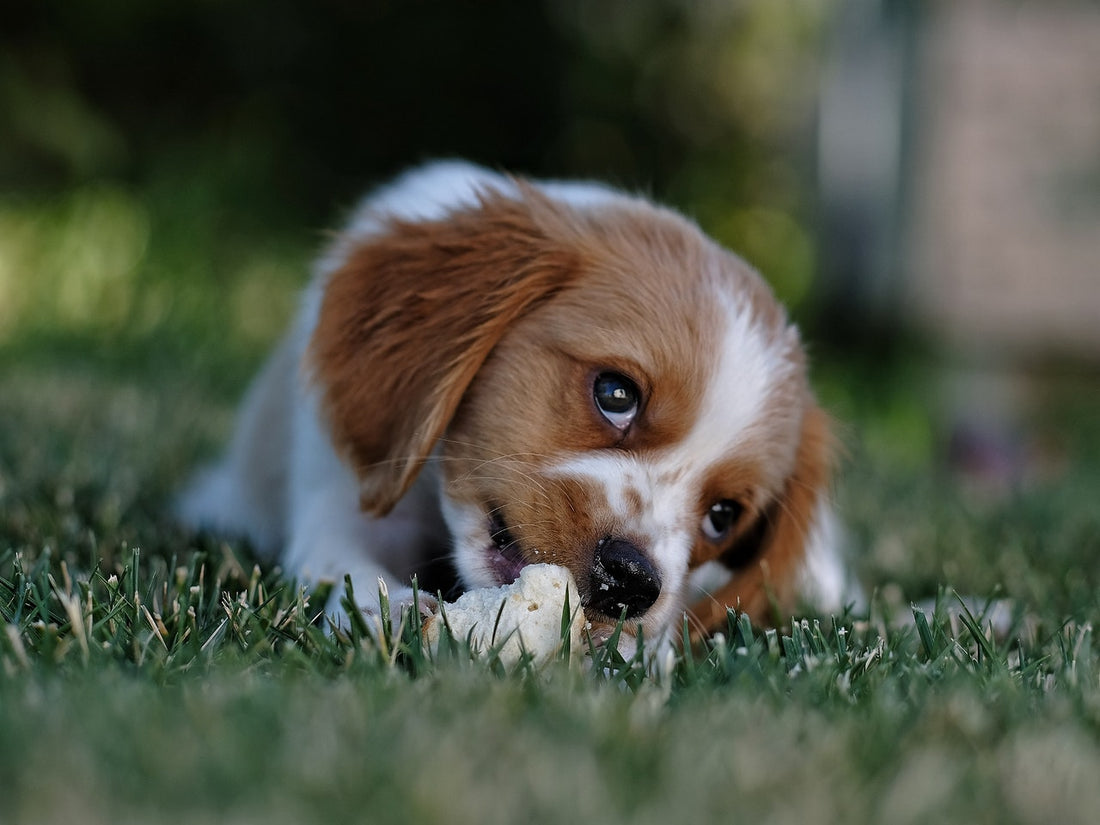 Klantvraag: Hoe bijtende puppy afleren - Hondenhoek.com Blog - Online