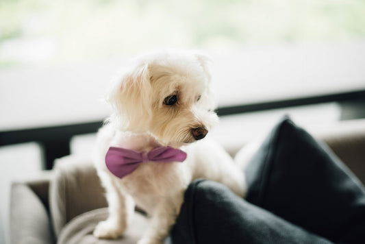 Hond met strikje op de sofa bank