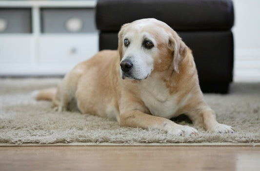Een Liefdevolle Gids voor het Verzorgen van Blinde Honden - Hondenhoek online winkel voor hond en baasje - Blog opvoeden