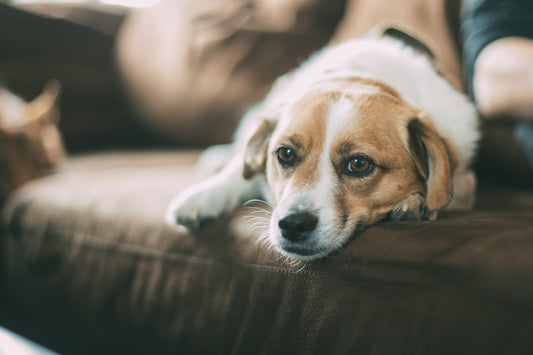 Trauma's bij honden: Begrijpen en Begeleiden naar Herstel - WOEF Hondenhoek Online Blog winkel voor hond en baasje