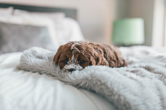 Mag mijn hond bij mij in bed? - Blog en nieuws - Hondenhoek Online