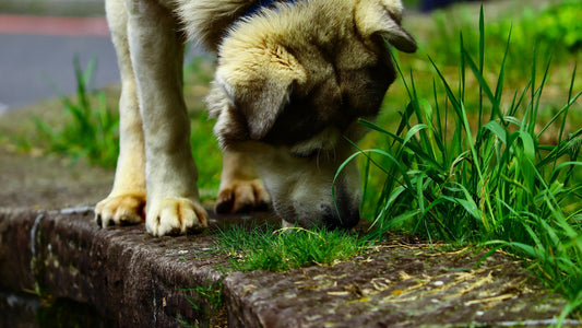 Klantvraag: Mijn hond eet gras, is dit normaal? - Hondenhoek Blog