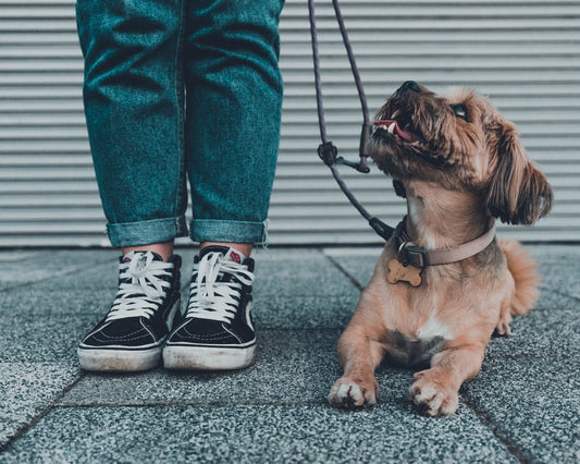 Zorg voor Seniore Honden - Handleiding op Hondenhoek - Online Winkel