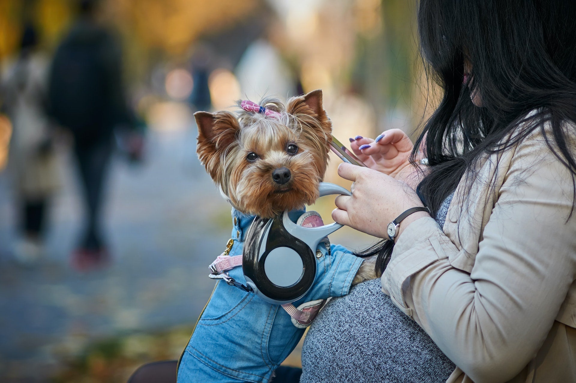 Accessoires voor Honden en Baasjes - Het Beste voor U op de Hondenhoek