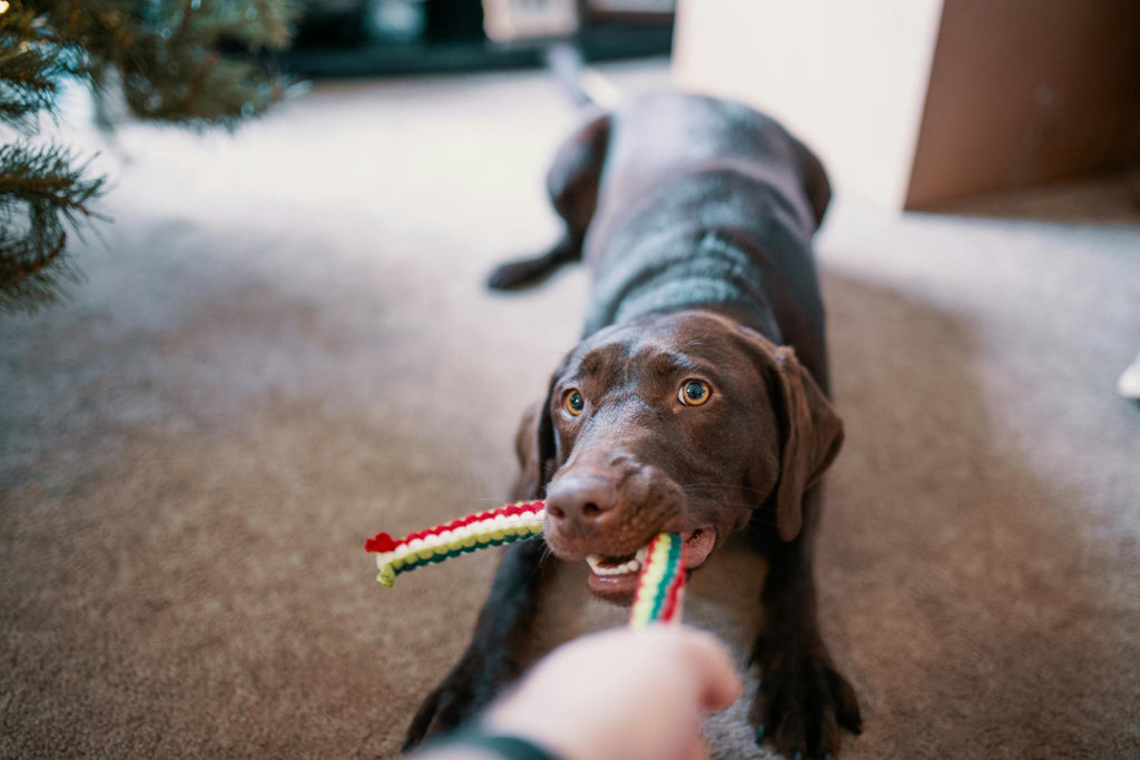 Hondenhoek online korting solden winkel beste speelgoed spelen met hond speeltje kopen online super aanbieding baasje