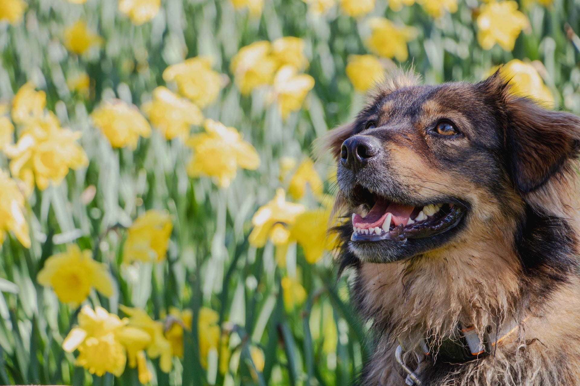 Bestsellers - De bestverkopende producten voor Honden en Baasjes!