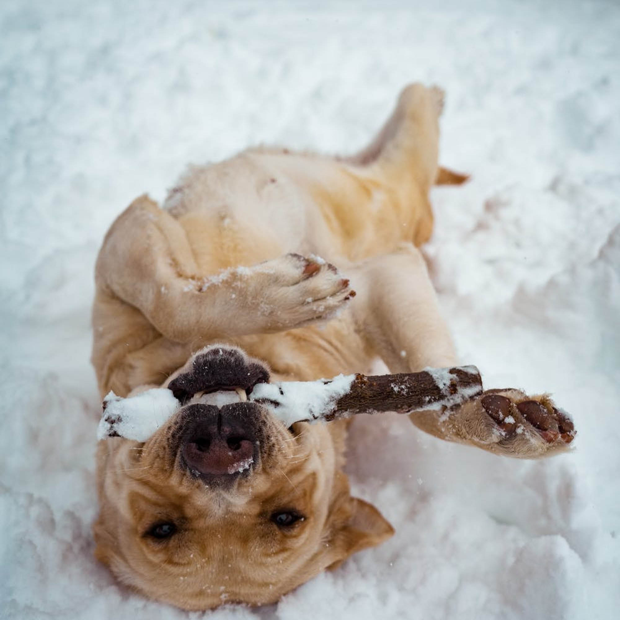 Middelkerke hondenwinkel winkel hond woef boetiek hondenhoek winter koud bed
