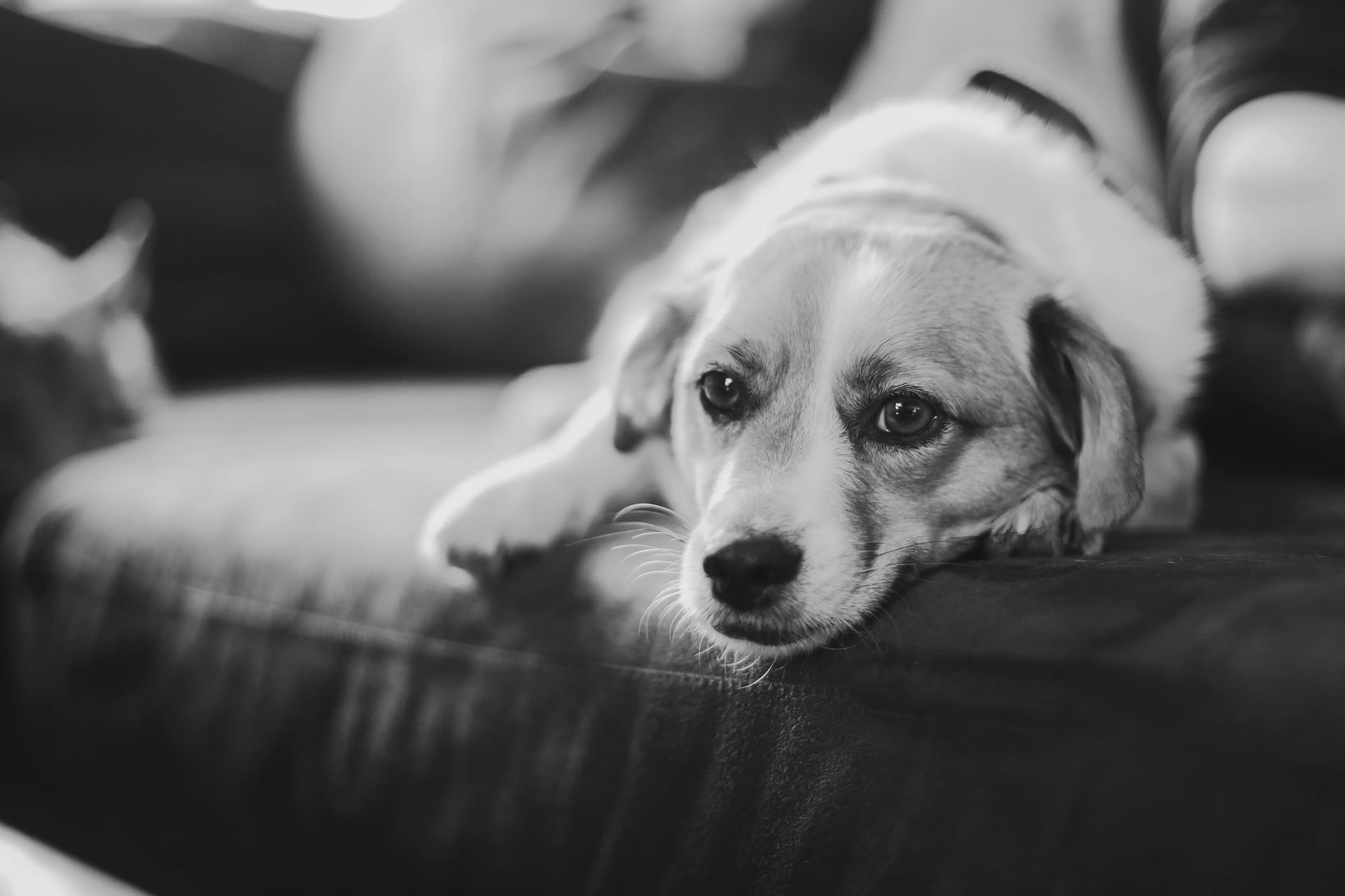 Herdenkstukken - Gepersonaliseerde cadeaus om uw hond te herdenken Hondenhoek online winkel voor hond en baasje