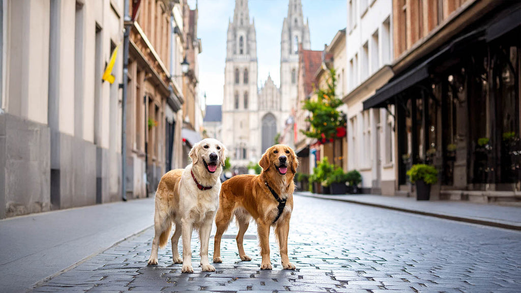 Shop op Prijs: > 50 euro - Luxe cadeau ideeën - Hondenhoek Shop online