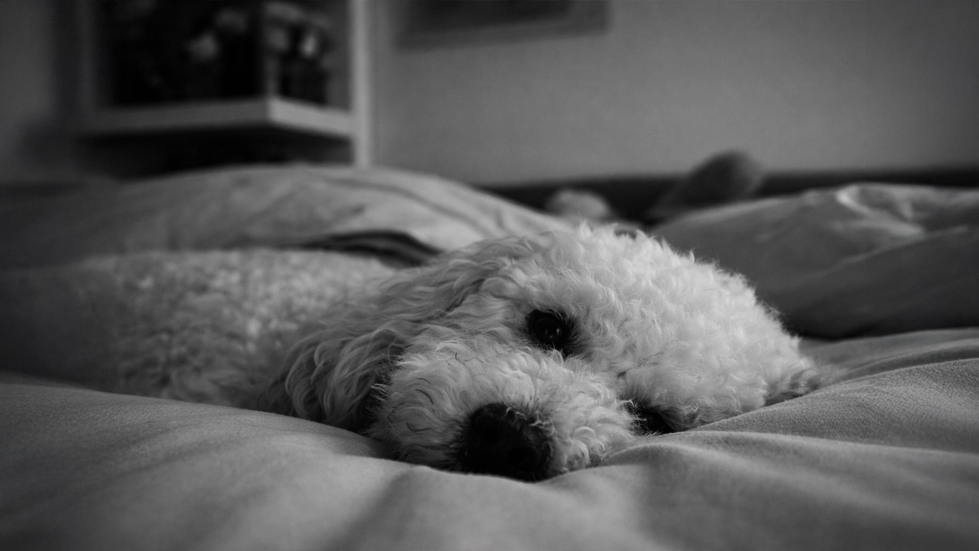 Zwart-wit herinneringsfoto van een fluffy hond op bed, liefdevolle hulde aan overleden hond, huisdier rouwmoment, Hondenhoek.