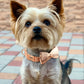 PawLoyalty™ Gegraveerde Halsband met Strik - Stijlvol en Klassiek