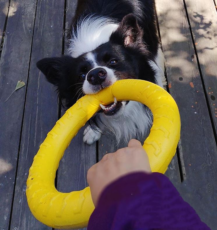 PETZZ™ Rubberen Ring - Eindeloos Speelplezier - Interactief Speelgoed