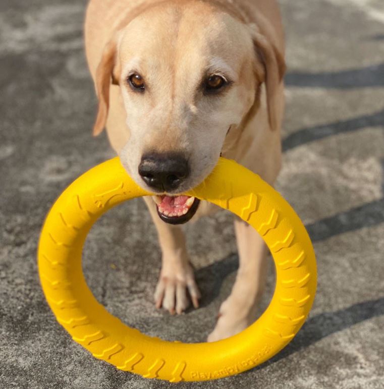 PETZZ™ Rubberen Ring - Eindeloos Speelplezier - Interactief Speelgoed