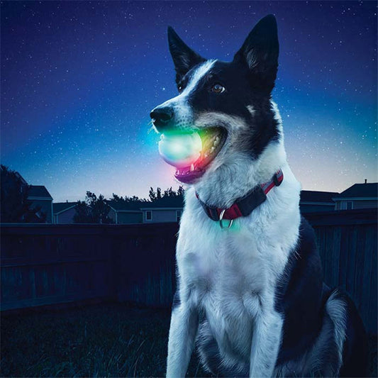 Hond LED bal speelgoed kopen online