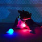 Hond LED bal speelgoed kopen online