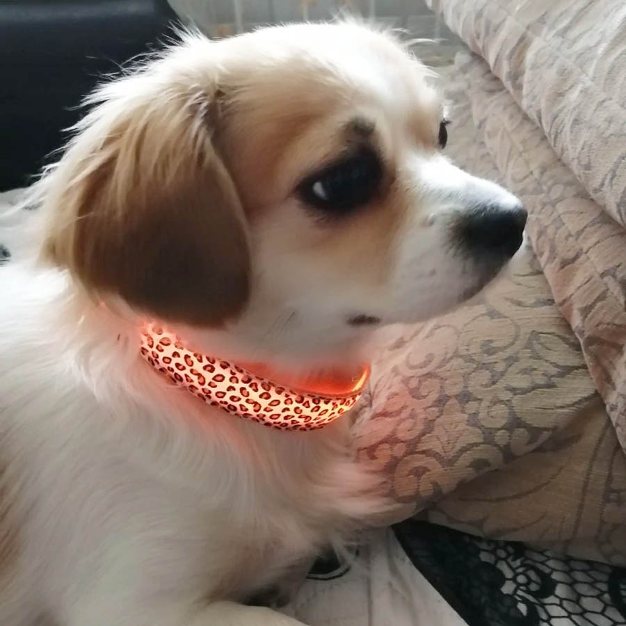PETZZ™ Glow In The Dark Leopard Collar