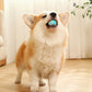 PETZZ™ Automatische Speelbal