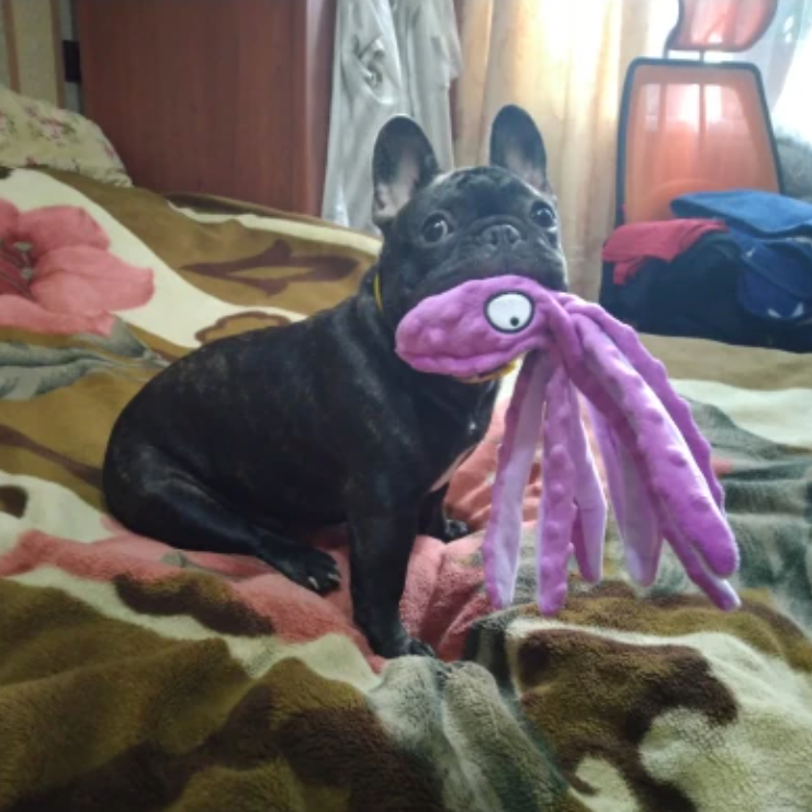Octopussy Piepspeeltje - Speelgoed voor honden online - Hondenhoek.com