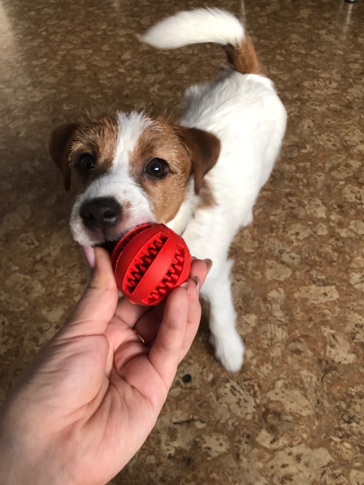 Interactieve Speelbal - Actief Speelgoed voor Honden - WOEF Boetiek