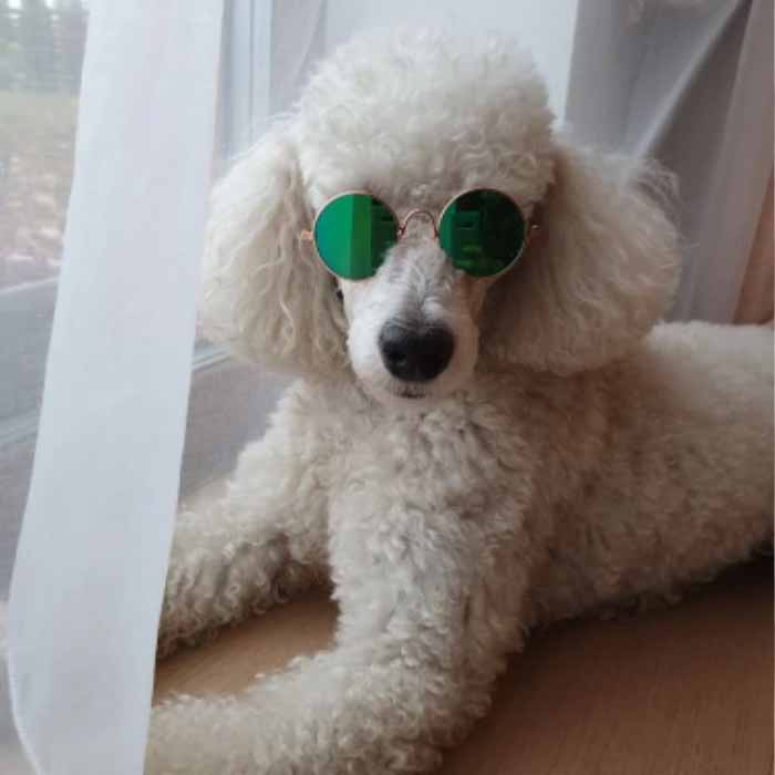 Huisdieren Zonnebril - Hippe Hond - Hondenhoek Online Winkel