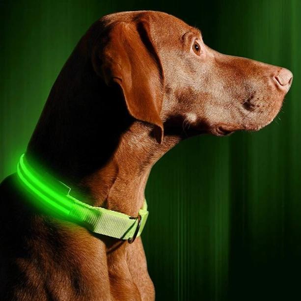 Glow In The Dark Halsband - Halsbanden voor honden - Hondenhoek