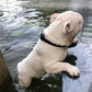 GPS Tracking Halsband - Makkelijk uw Hond Terugvinden - Hondenhoek