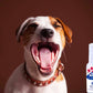 PETZZ Anti-Bacteriële Mondspray - Hygiëne & Verzorging - Hondenhoek