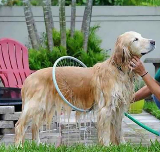 360 Degree Dog Shower