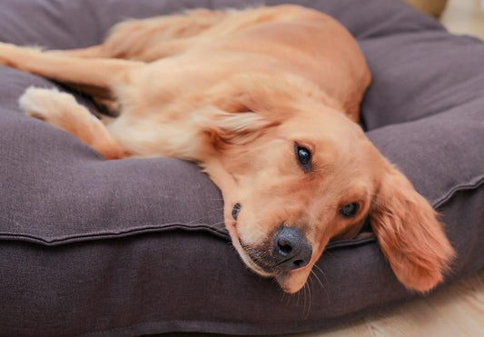 Hoopet Honden Ligzak - Heerlijk Slapen en Relax - Hondenhoek