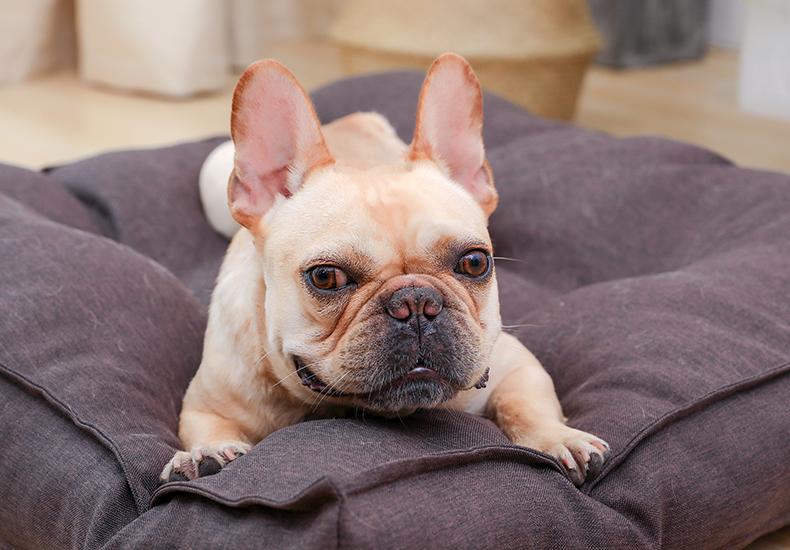 Hoopet Honden Ligzak - Heerlijk Slapen en Relax - Hondenhoek