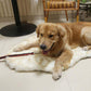 Memory Foam+ Hondenbed - Perfecte Bedden voor Honden - Hondenhoek