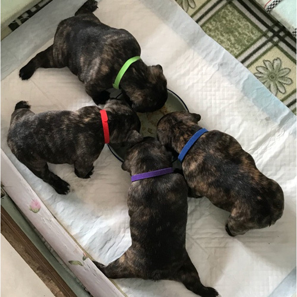 Puppy Identificatiestrip Halsbanden - Puppies en Honden Online kopen