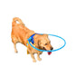 PETZZ Veiligheidsschild voor blinde honden - Online Hondenwinkel